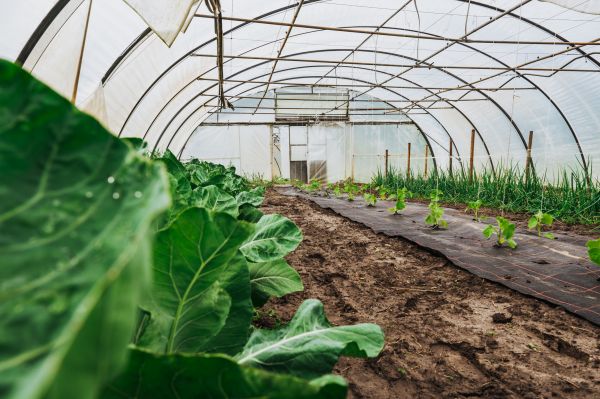 Greenhouse Demolition in Kerrville